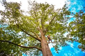 Best Root Management and Removal  in Feather Sound, FL