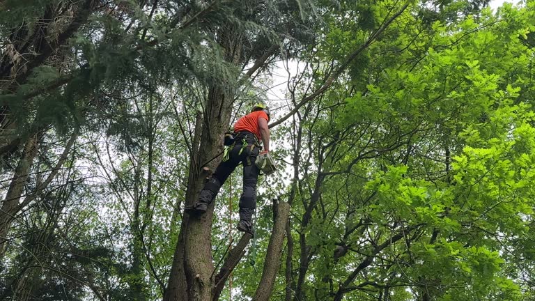 Feather Sound, FL Tree Removal Company