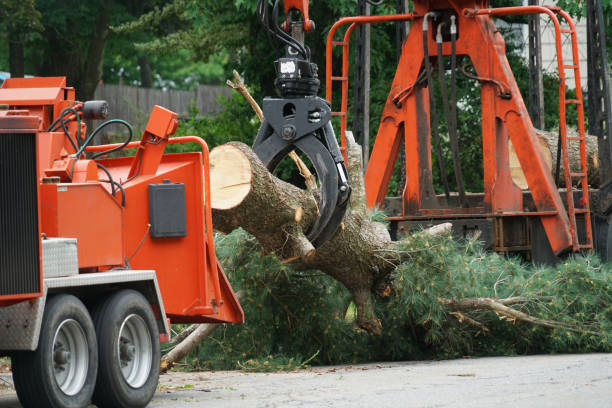Best Hazardous Tree Removal  in Feather Sound, FL
