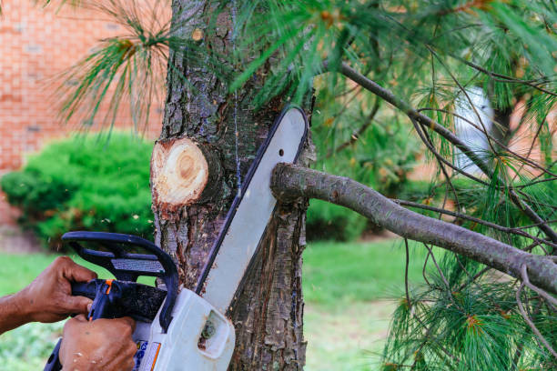 Best Tree Risk Assessment  in Feather Sound, FL